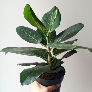 Ficus benghalensis audrey