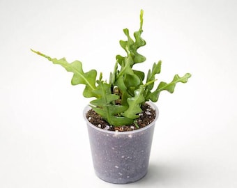 Epiphyllum Anguliger