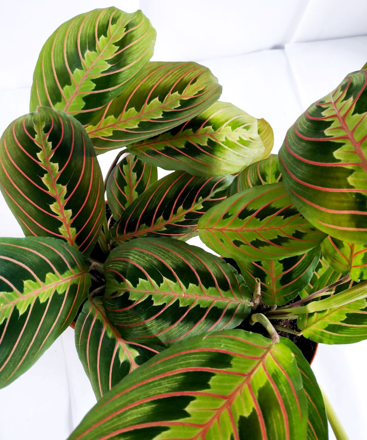 Maranta Leuconeura Fascinator Etsy Denmark