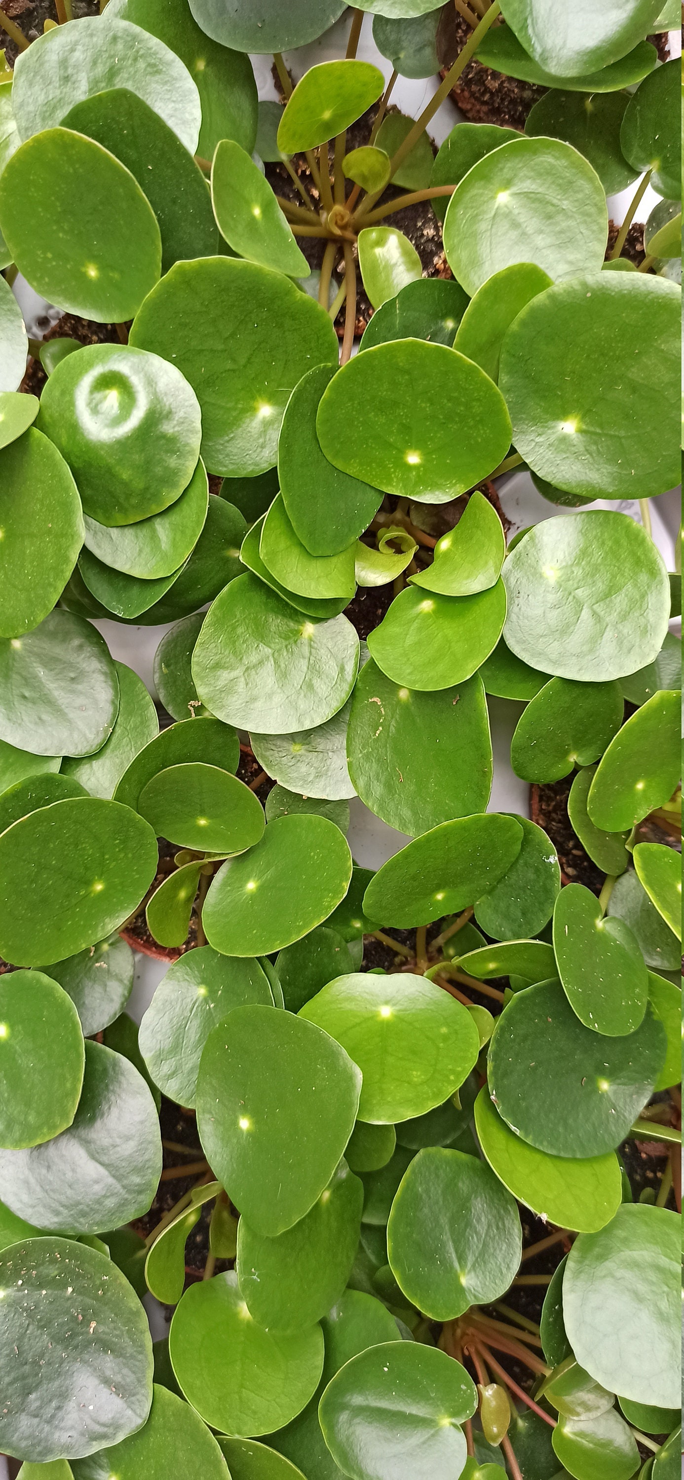 Pilea Peperomioides - Monnaie Chinoise