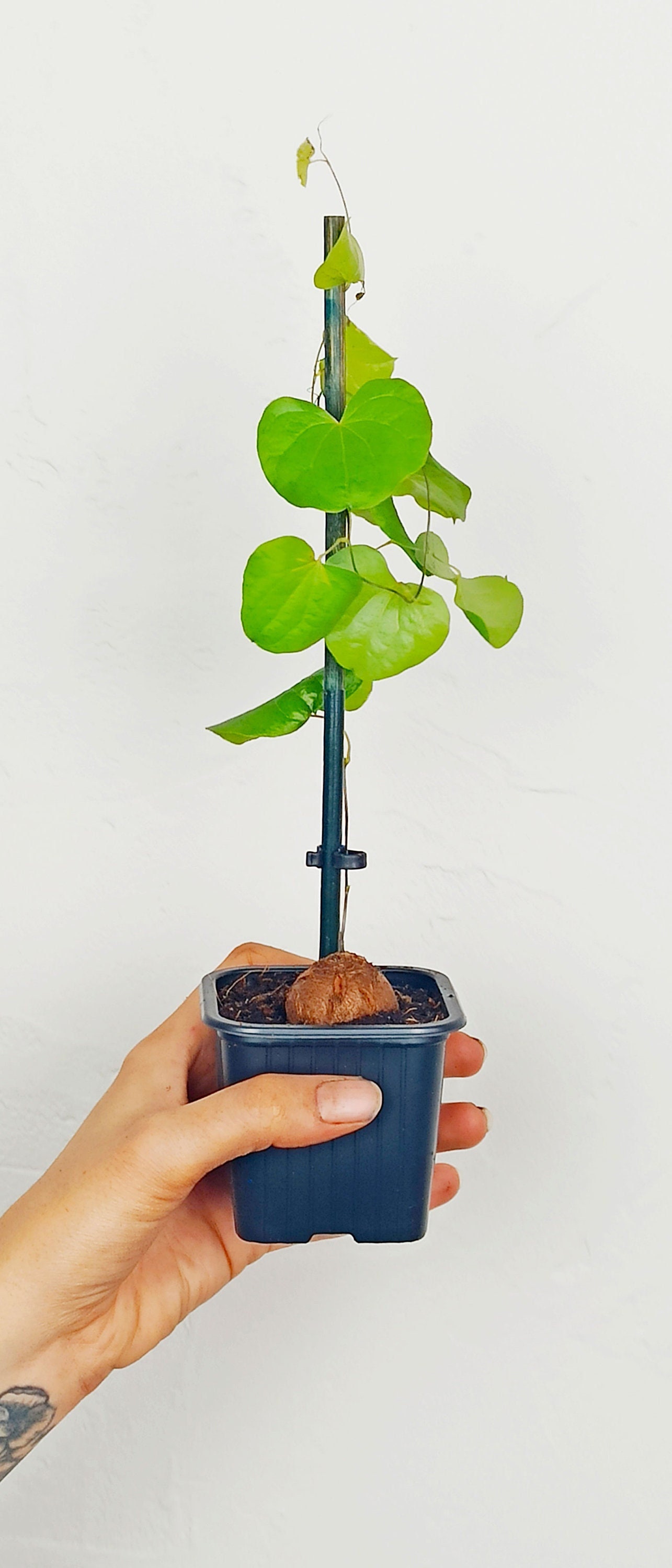 Dioscorea Elephantipes