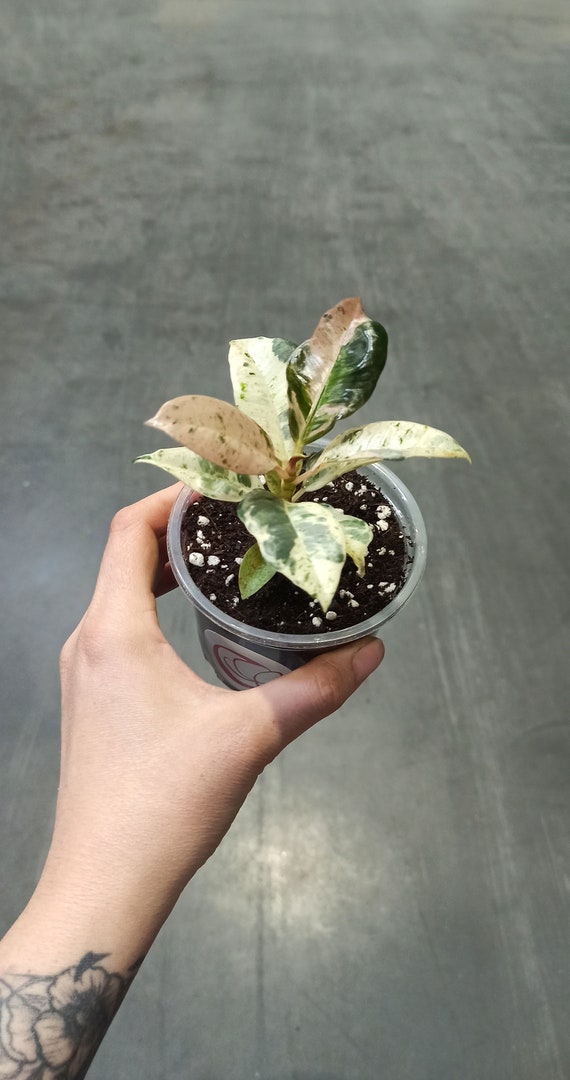 Ficus shivereana Moonshine Variegata - Etsy sterreich