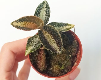 Anoectochilus roxburghii - Jewel Orchid