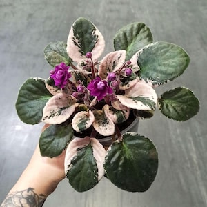 Könnte beinhalten: Draufsicht auf eine Topfpflanze mit dunkelgrünen und hellrosa panaschierten Blättern. Die Pflanze hat mehrere leuchtend violette Blüten in voller Blüte. Die Pflanze befindet sich in einem kleinen, durchsichtigen Plastiktopf.