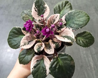 Saintpaulia Streptocarpus Hovariagata - Violettes Africaines
