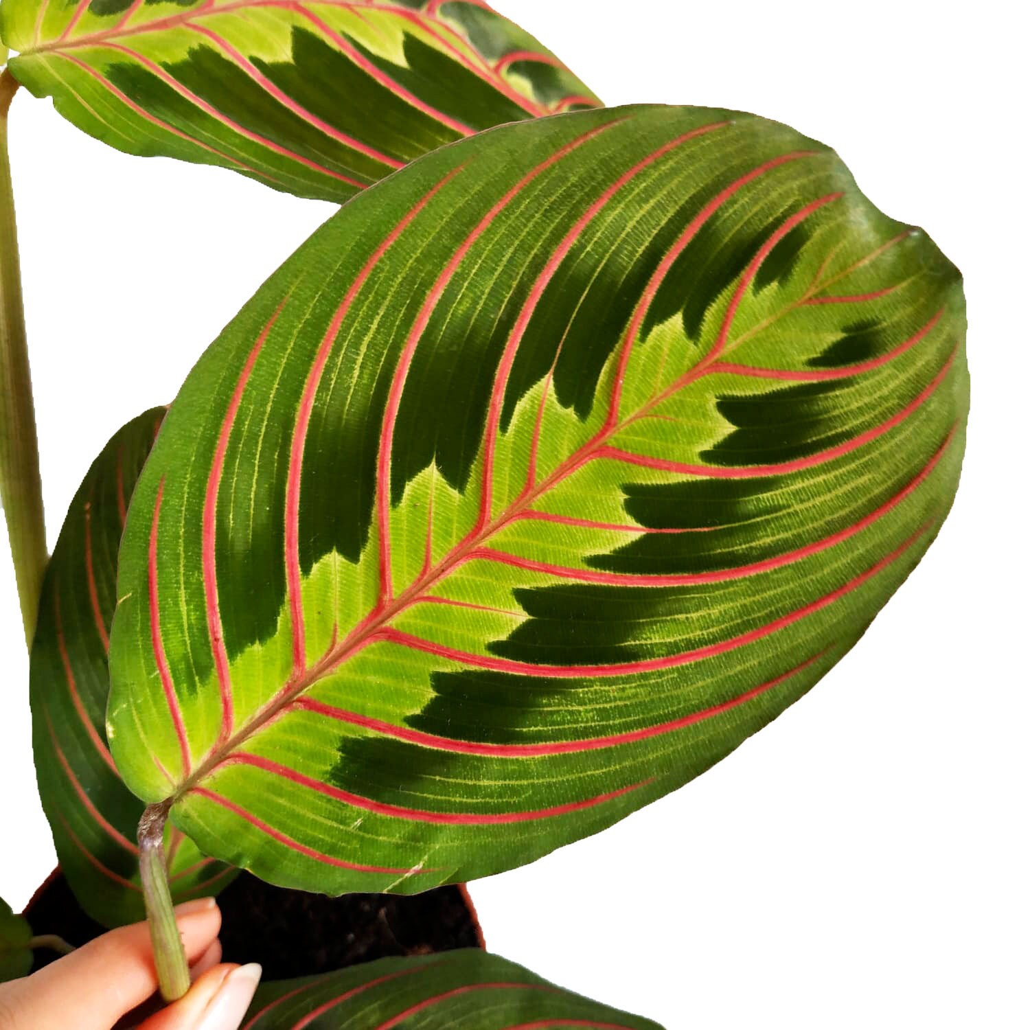 Maranta Leuconeura Fascinator Etsy Denmark
