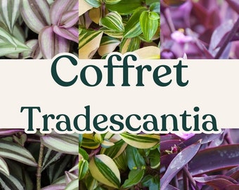 Coffret Tradescantia