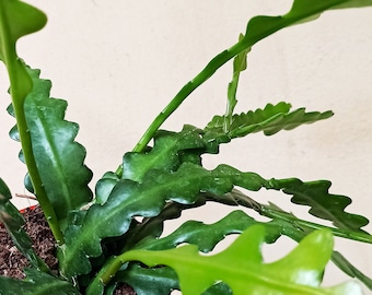 epiphyllum anguliger