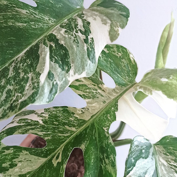 Monstera Deliciosa Variegata