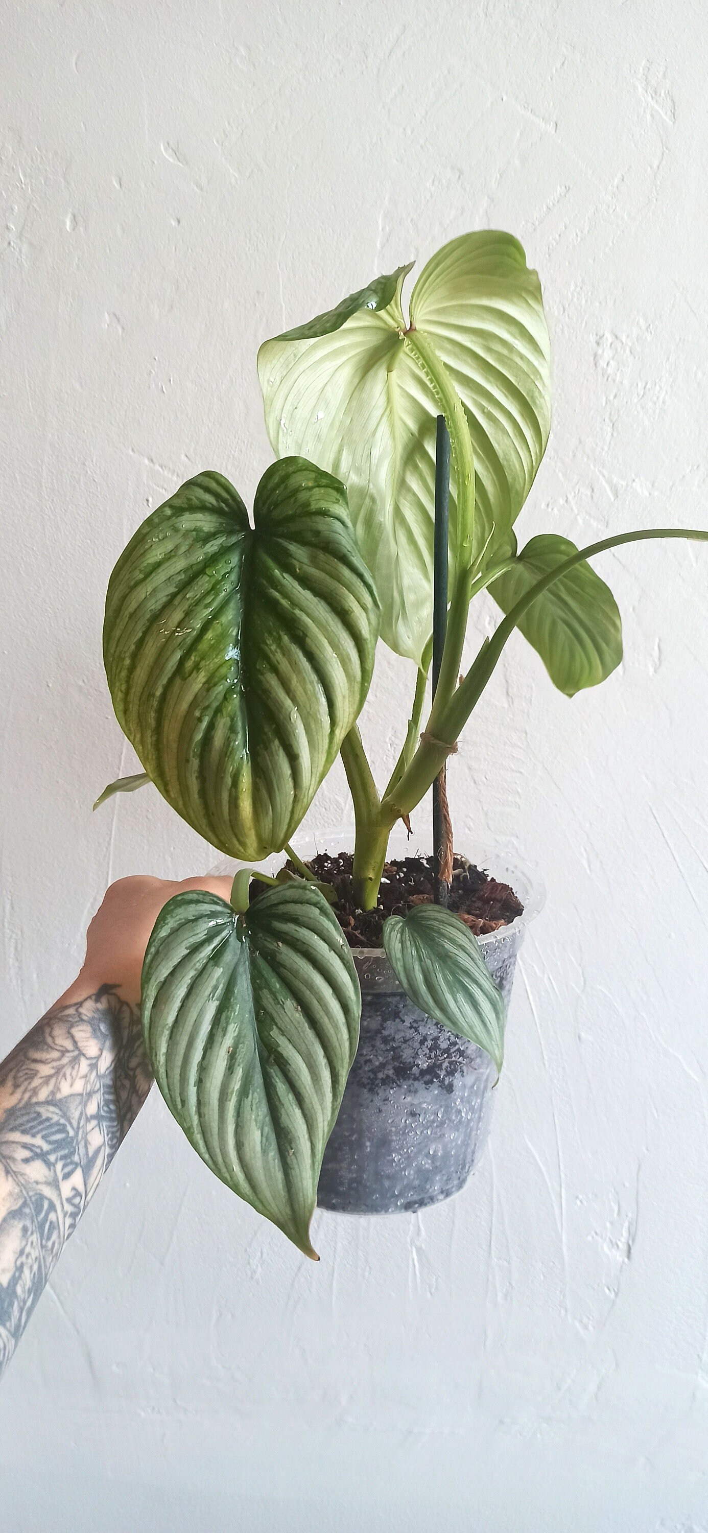 Philodendron Mamei