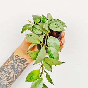 Puede incluir: Una pequeña planta en maceta con hojas verde plateado. La planta cuelga de la maceta.