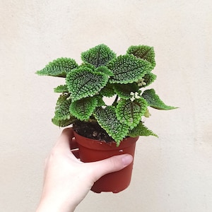 Peut inclure: Une petite plante verte aux feuilles texturées dans un pot brun. La plante est tenue par une main tatouée.