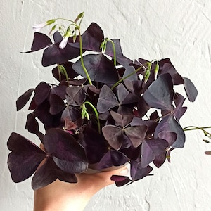 Peut inclure: Une main tenant une plante en pot avec des feuilles violettes foncées et de petites fleurs blanches.