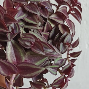 Tradescantia purple passion