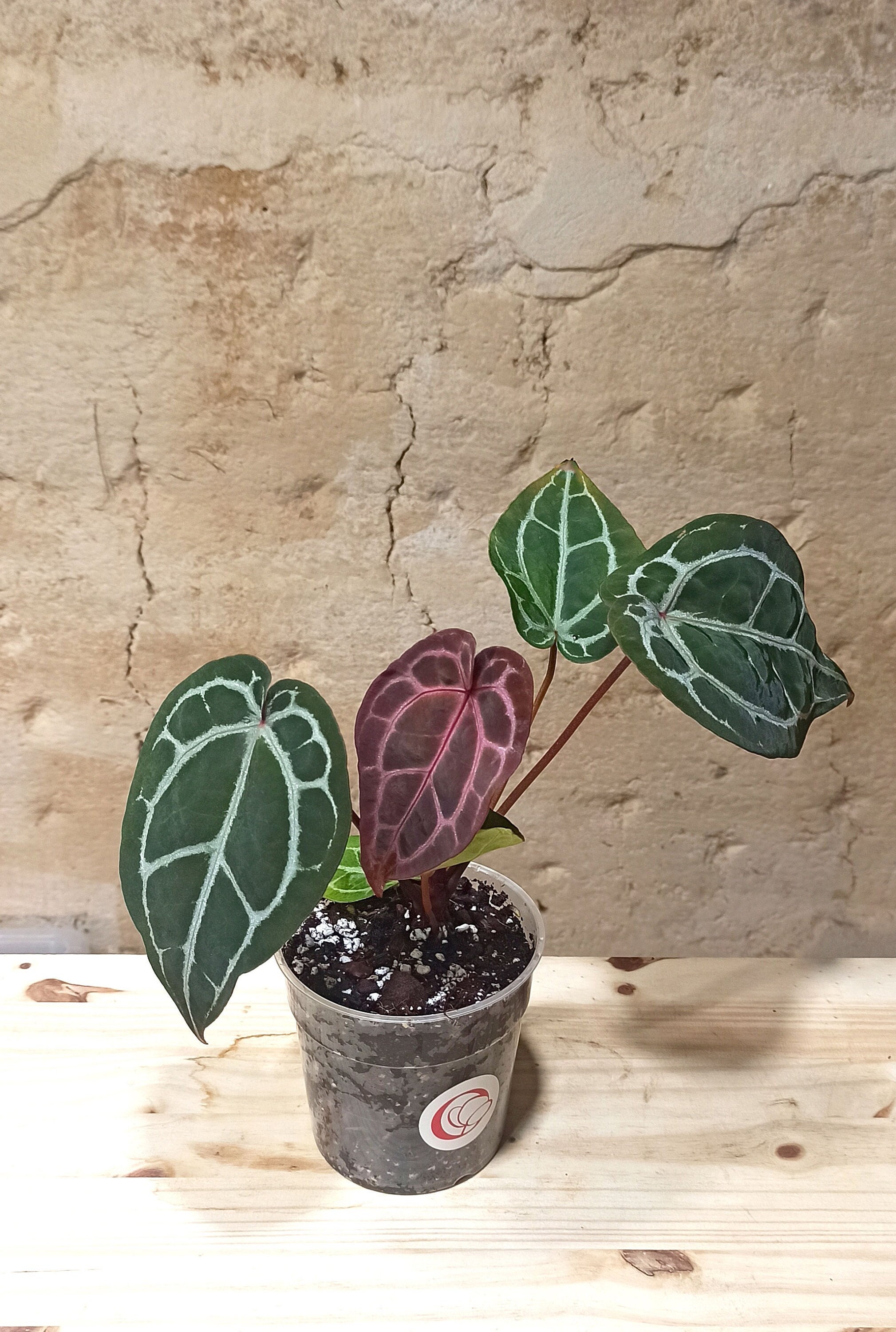 Anthurium Michelle® by Docblock - Etsy Canada