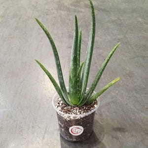 Aloe Vera