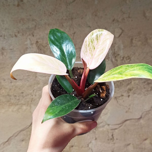 Philodendron pink bikini