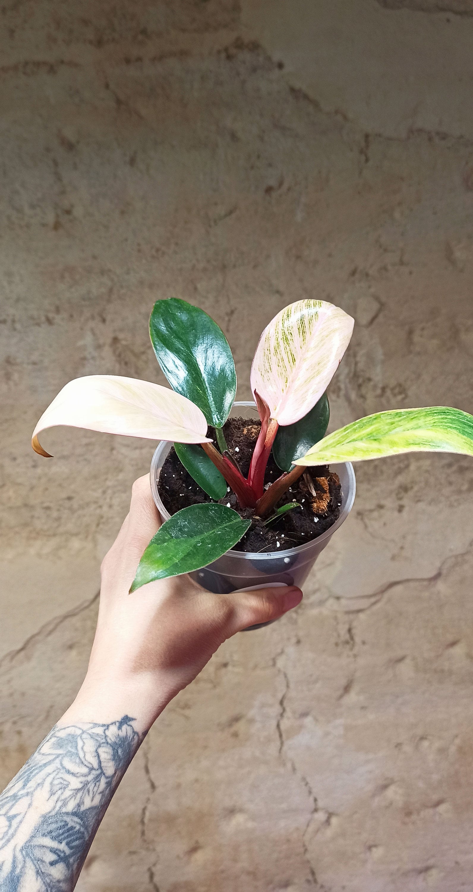 Philodendron Pink Bikini - Etsy Ireland