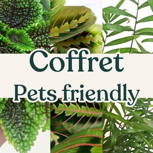 Pet Friendly Plant Box