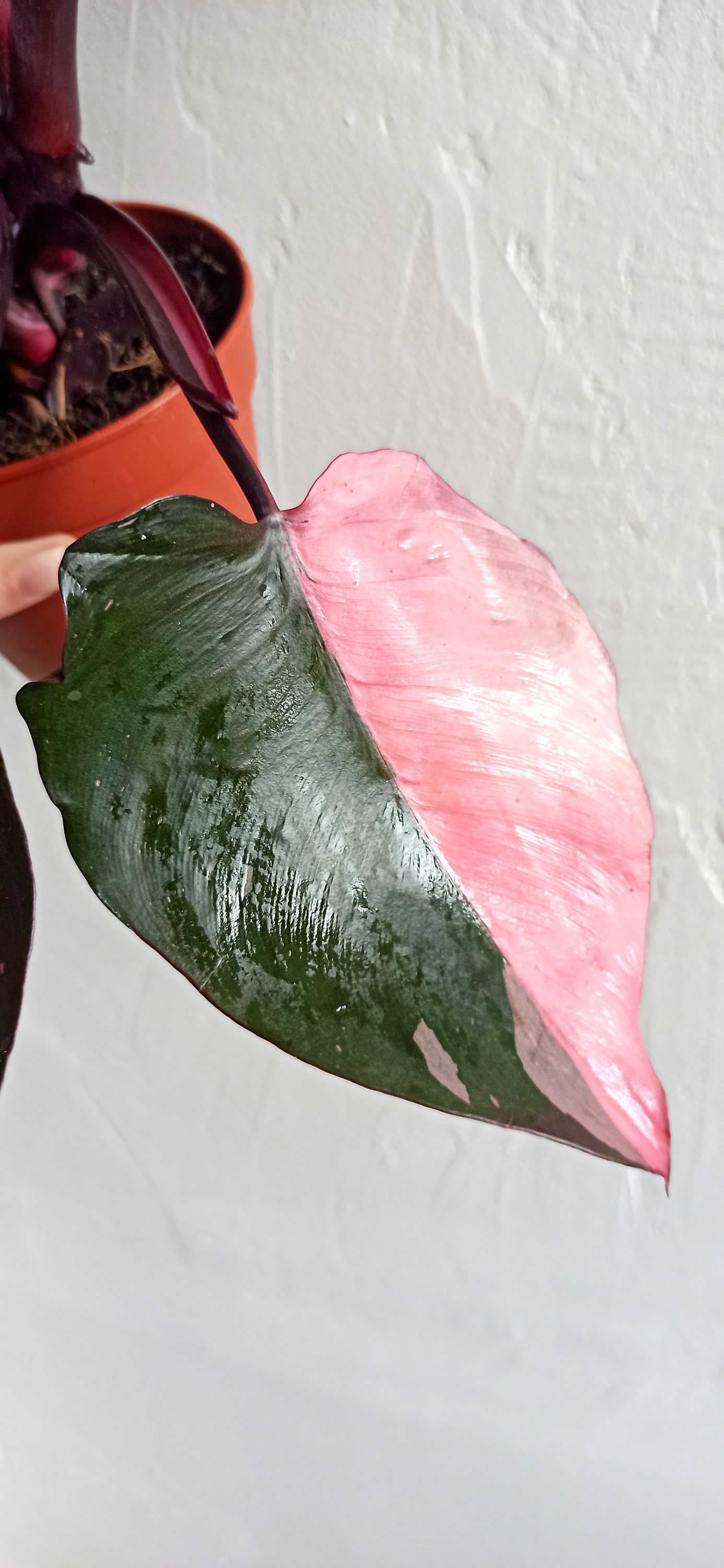 Philodendron Pink Princess