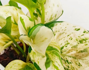 Sindapsus pothos manjula