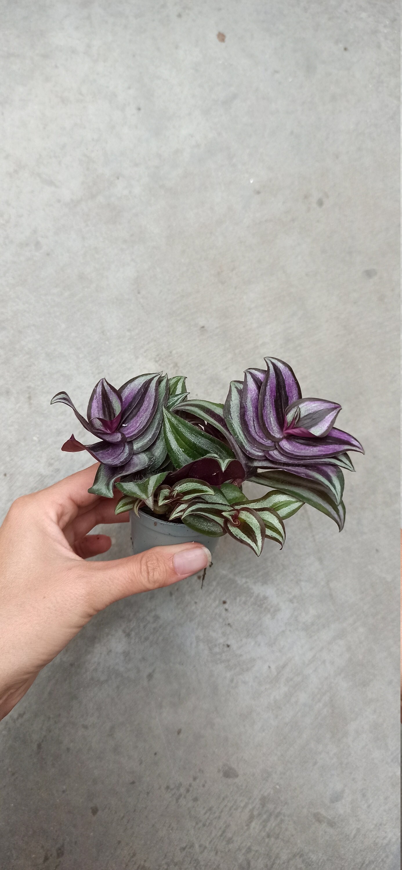 Tradescantia Zebrina Silver