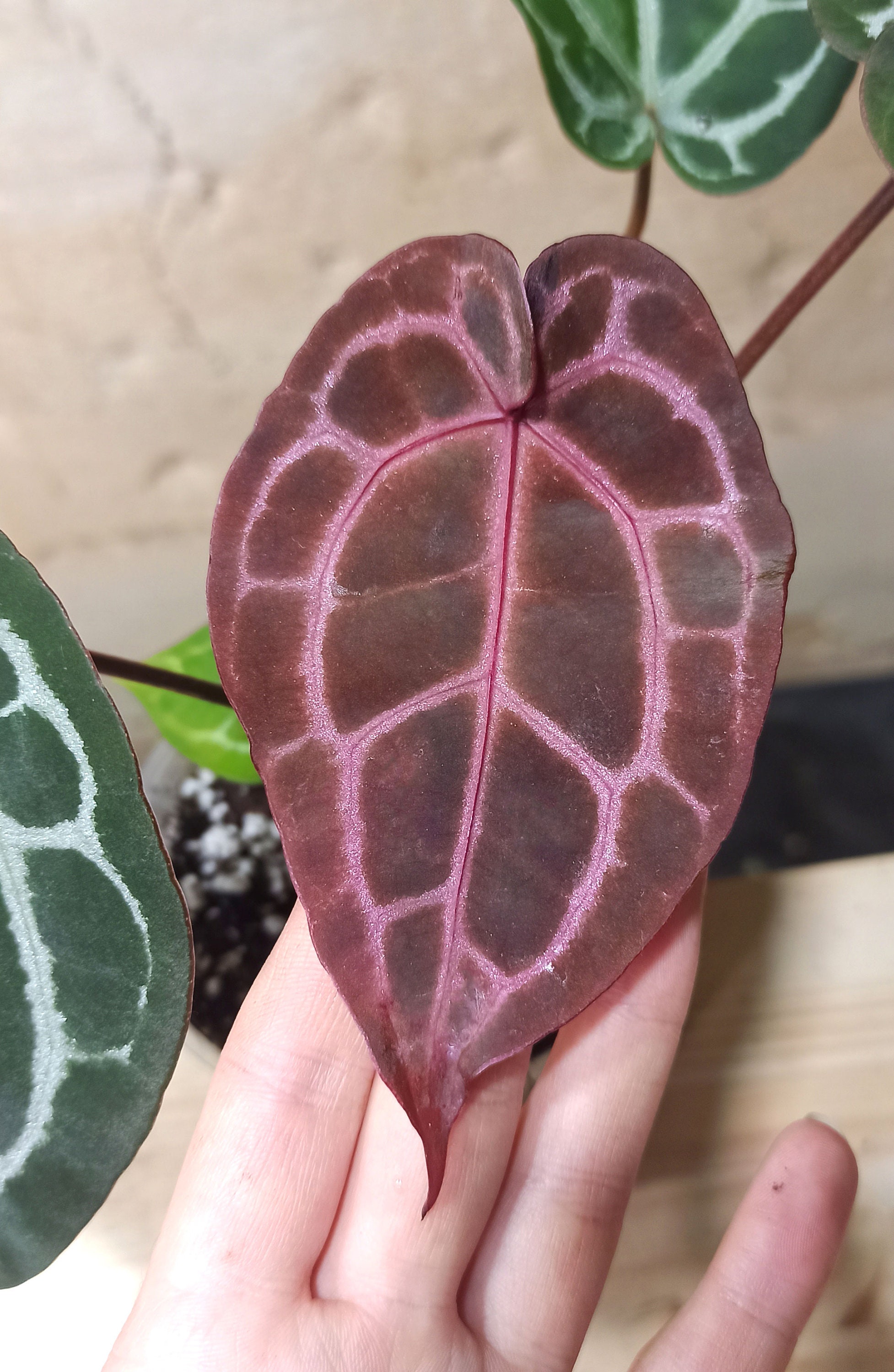 Anthurium Michelle® by Docblock - Etsy Canada