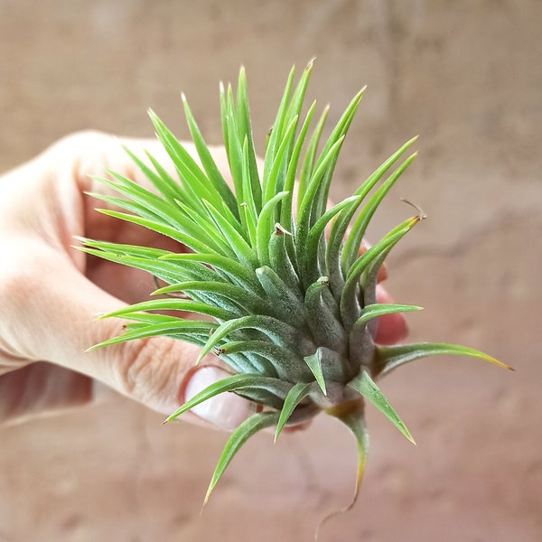 Tillandsia ionantha verte