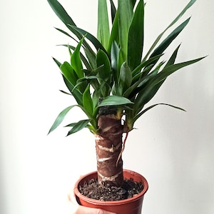 Könnte beinhalten: Eine grüne Yucca-Pflanze im Topf mit einem braunen Stamm und Blättern in einem braunen Plastiktopf.