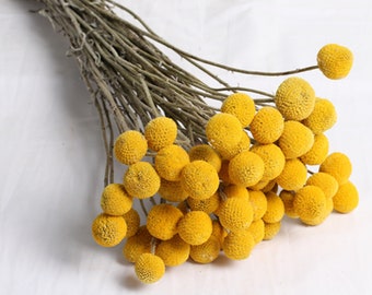 Stems/Pack, Dried Real Natural Craspedia Flowers, Billy Button Balls, 8"-11" Tall, Preserved Flower, Nature Dried Flowers