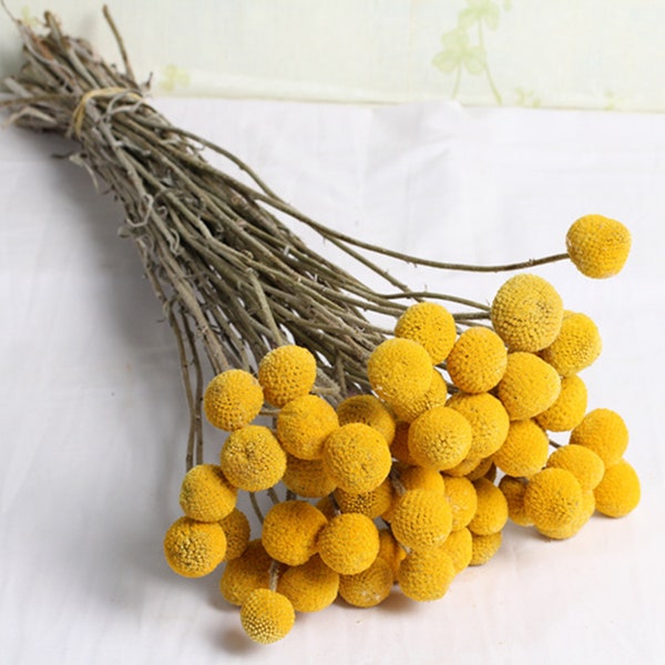 Stems/Pack, Dried Real Natural Craspedia Flowers, Billy Button Balls, 8"-11" Tall, Preserved Flower, Nature Dried Flowers