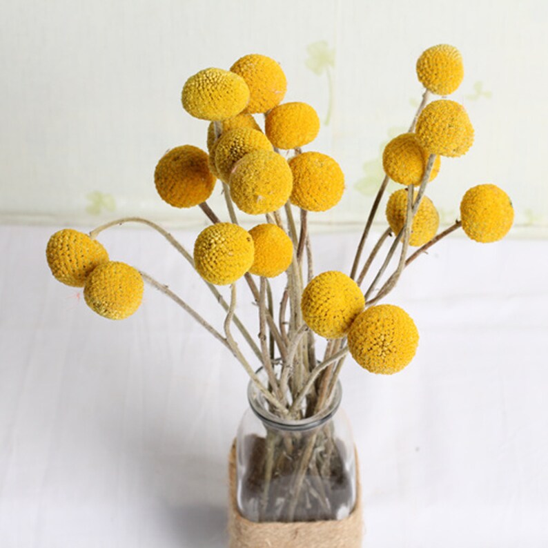 Stems/Pack Dried Real Natural Craspedia Flowers Billy ...