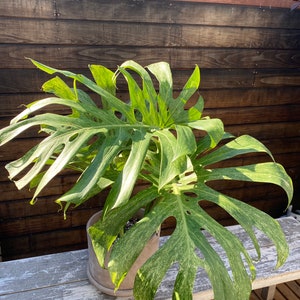 Monstera double mint variegated *Heat pack as needed* Free shipping *USPS Priority Mail*