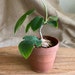 see more listings in the Indoorplant section
