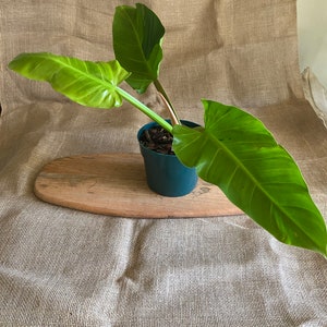 Philodendron Melinonii variegated Heat pack as needed Free shipping USPS Priority Mail image 3