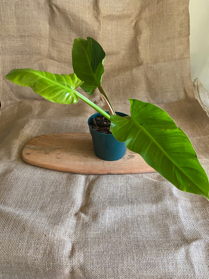 Philodendron Melinonii variegated Heat pack as needed Free shipping USPS Priority Mail image 3