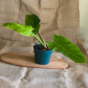 Philodendron Melinonii variegated Heat pack as needed Free shipping USPS Priority Mail image 1