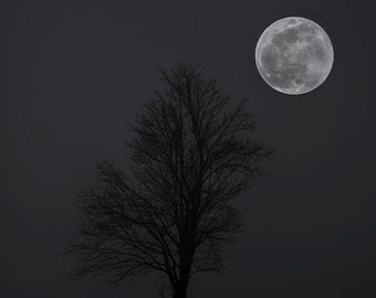 May include: A dark, atmospheric photograph of a leafless tree silhouetted against a night sky. A full moon glows brightly in the upper right. The image has a moody, grayscale aesthetic.