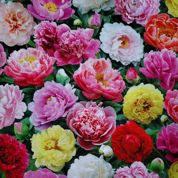 Peonies. Cotton Fabric by Elizabeth's Studio. Realistic, Photo Quality Peonies, Pinks, Red, Yellow. By the Half Yard, 18" long x 43" wide.