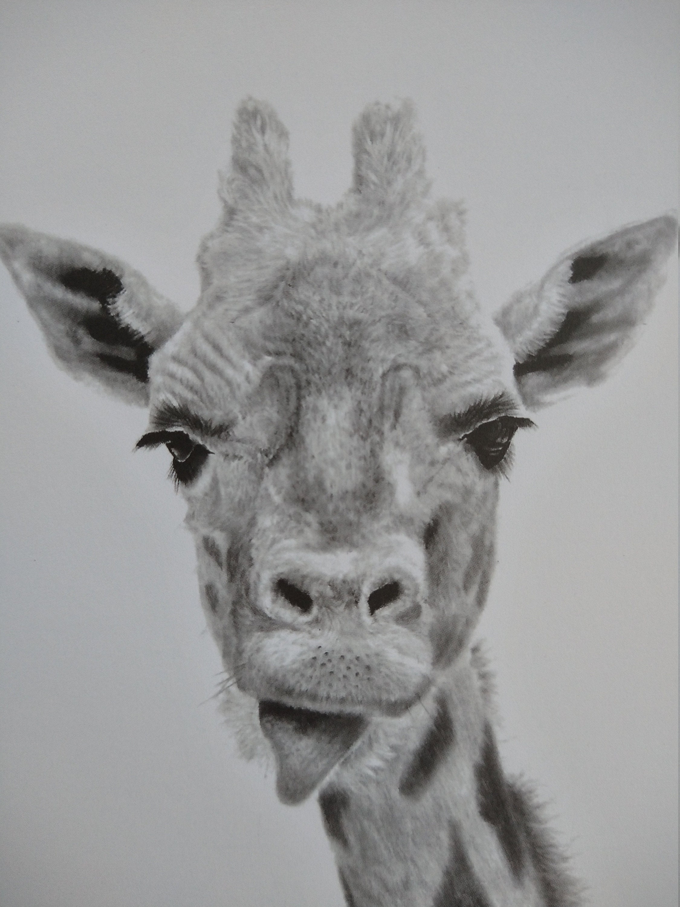  Giraffe Pencil Drawing Print High quality art print wildlife Etsy