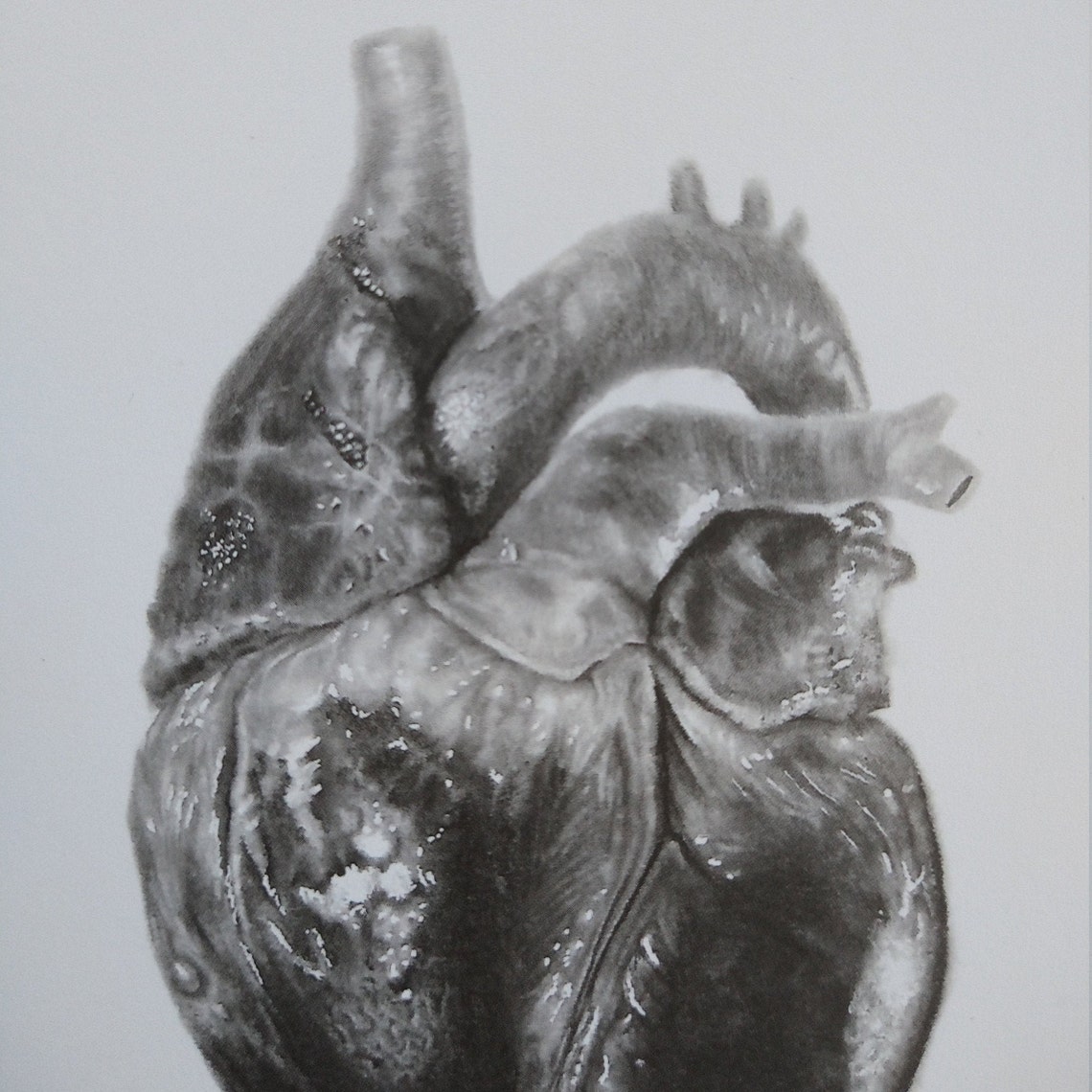 Human Heart Pencil Drawing Print High Quality Art Print - Etsy