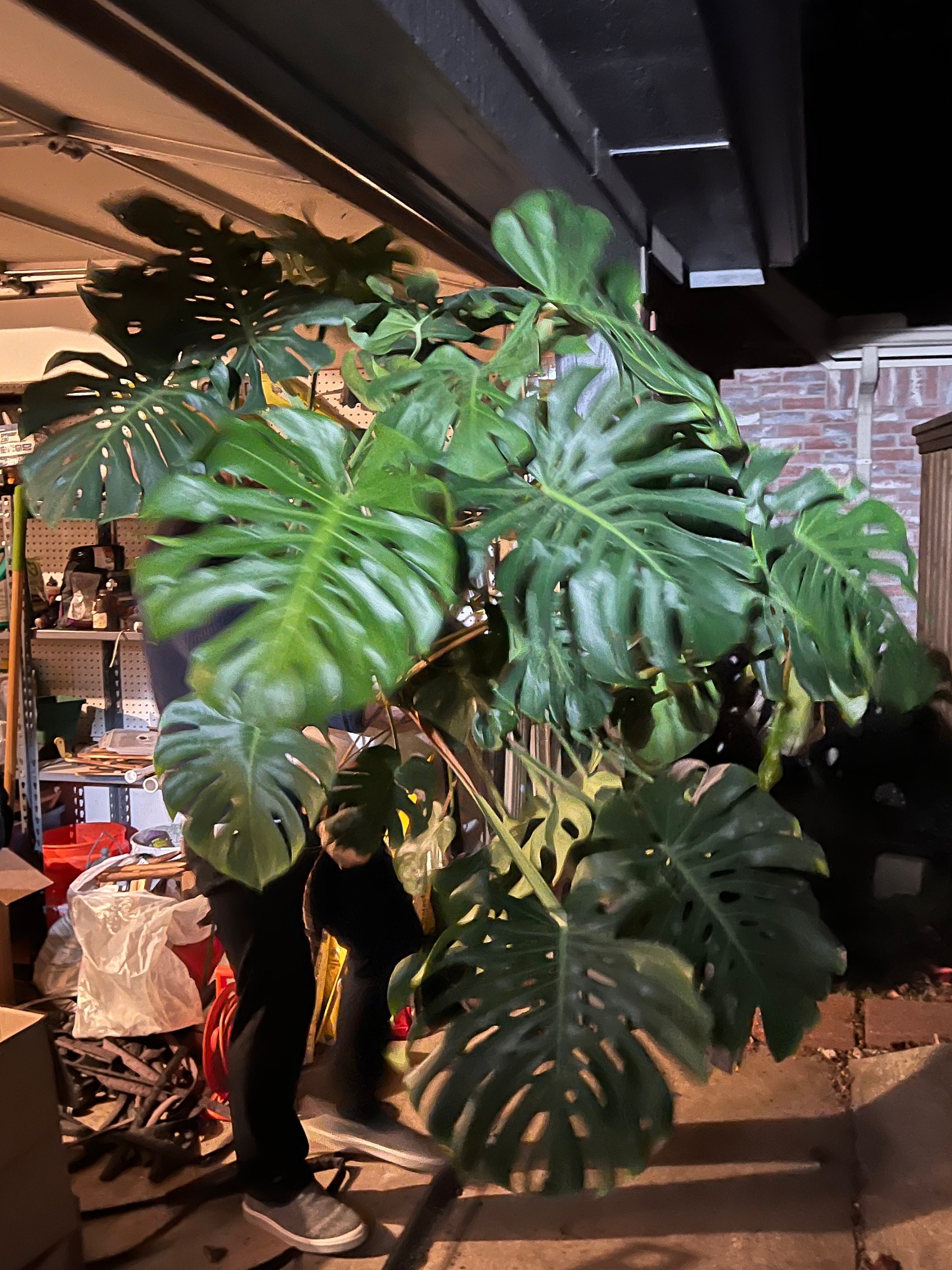 Monstera Mint Borsigiana - Etsy