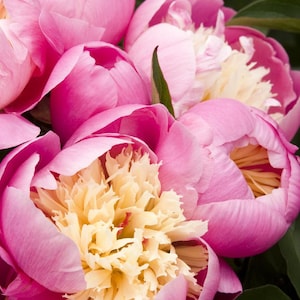 May include: Close-up of a bouquet of pink peonies with creamy white centers. The peonies are in full bloom and have a soft, delicate texture.
