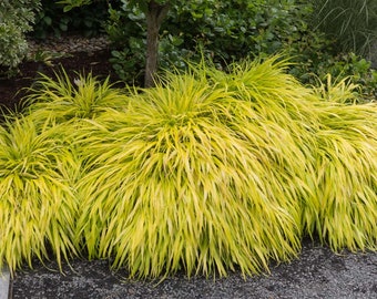 HAKONECHLOA Macra Hakone Grass ALL GOLD Japanese Forest Grass ornamental grass shade loving plant small plugs starter plant