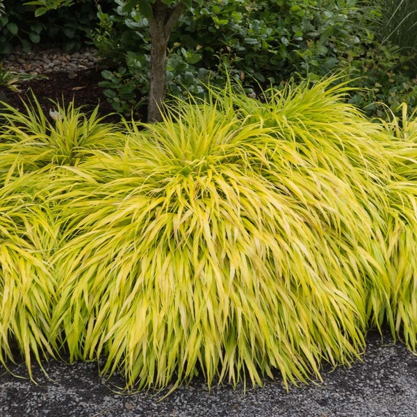 HAKONECHLOA Macra Hakone Grass ALL GOLD Japanese Forest Grass ornamental grass shade loving plant small plugs starter plant