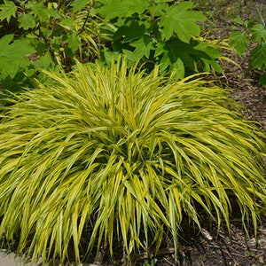 HAKONECHLOA Macra Hakone Grass Aureola Japanese Forest Grass  Plant small plugs ornamental grass shade loving