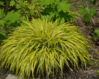 HAKONECHLOA Macra Hakone Grass Aureola Japanese Forest Grass  Plant small plugs ornamental grass shade loving