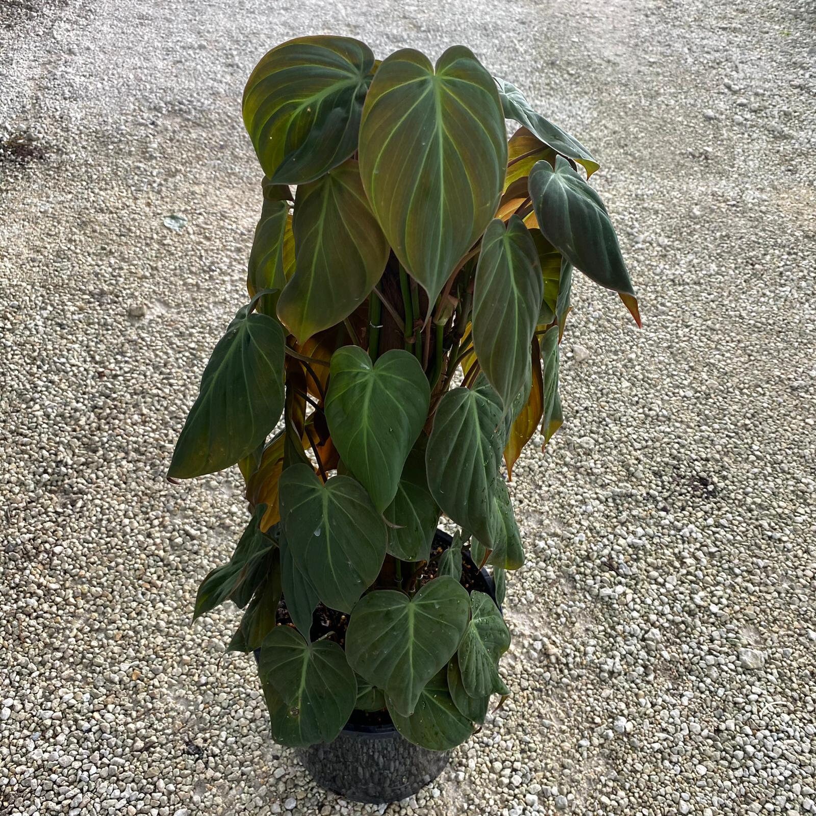 Philodendron Micans Philodendron Hederaceum 10 Size Pot Etsy