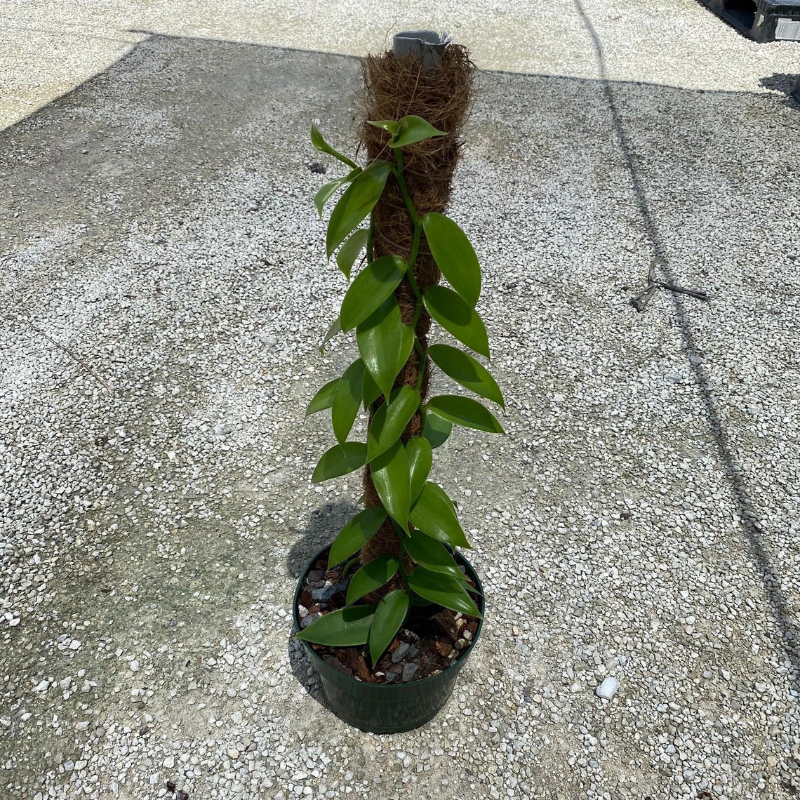 Vanilla Beans Orchid Vanilla Plantifolia 8size pot Etsy