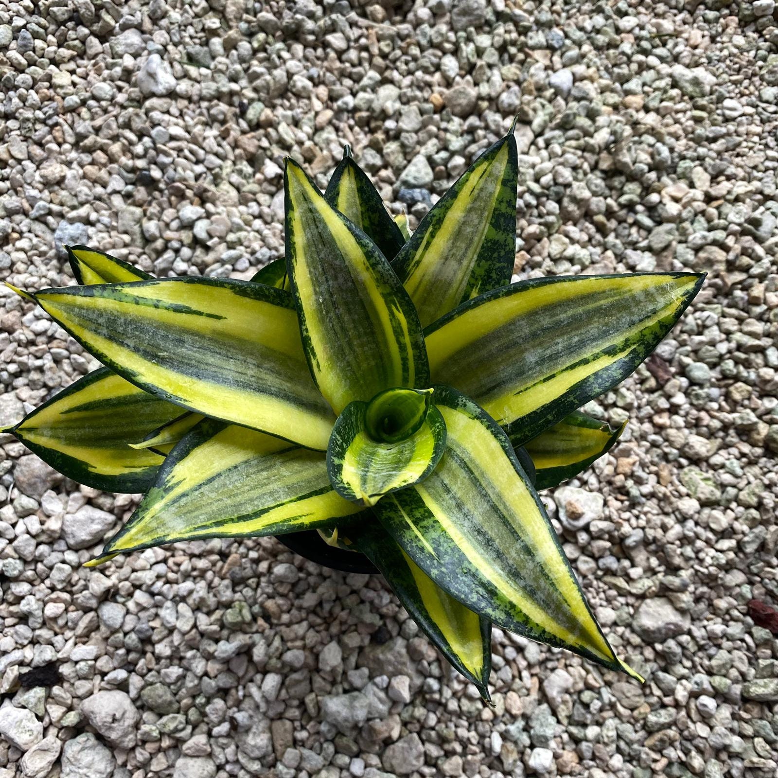 Sansevieria Bird Nest gold Hahnii 5 Size Pot Etsy